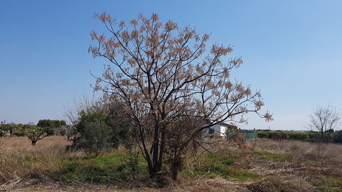 Bare tree on field against clear sky