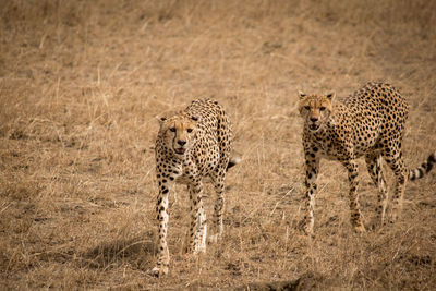 Leopards standing on field