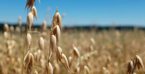 Close-up of stalks in field