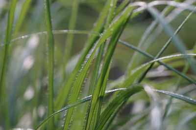 Close-up of water drops on grass