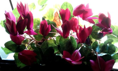 Close-up of pink flowers blooming outdoors