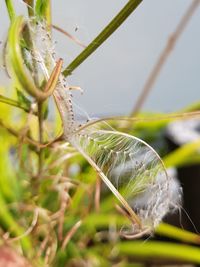 Close-up of insect on leaf