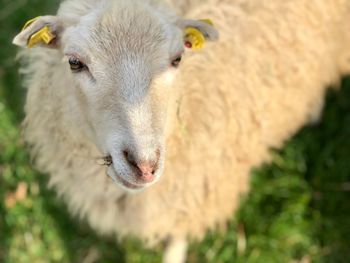 High angle view of sheep on field