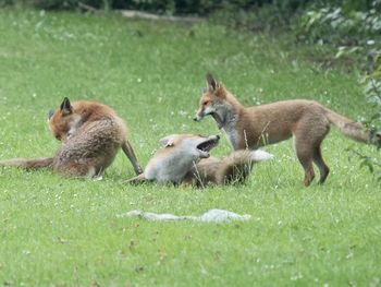 Playing around in the sun on a sunday afternoon with the lads