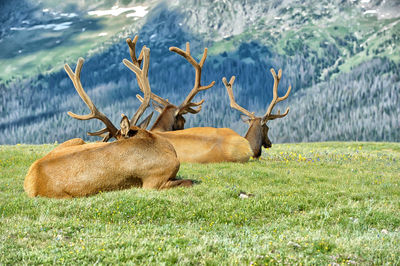 Deer relaxing on grass