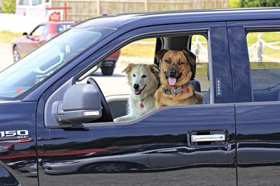 Portrait of dog sitting in car