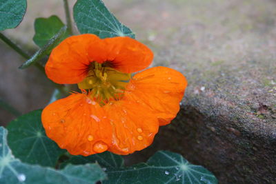 Close-up of red flowers