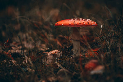 Close-up of mushroom growing in forest