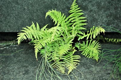 Close-up of fern leaves