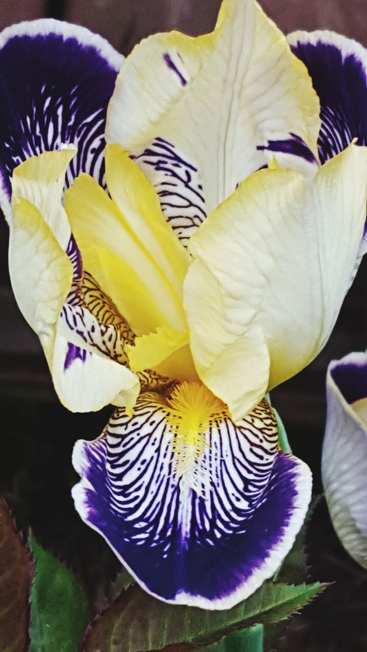 HIGH ANGLE VIEW OF YELLOW IRIS ON BLUE FLOWER