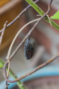 Close-up of insect on plant