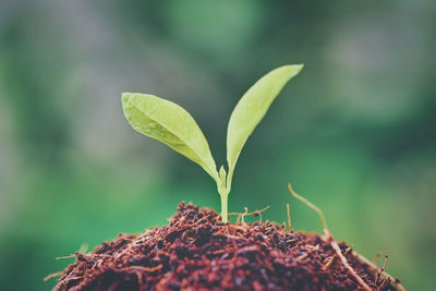 Close-up of plant