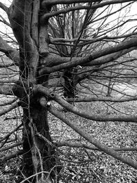 Close-up of bare tree in forest