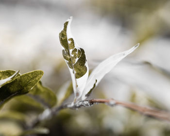 Close-up of snow on plant during winter