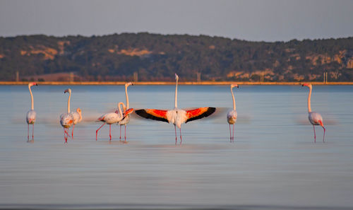 Birds in lake