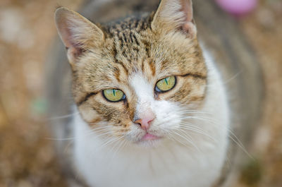 Close-up portrait of cat outdoors