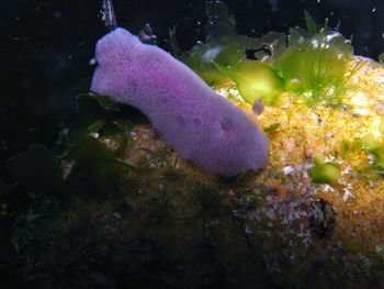 Close-up of fish swimming in sea