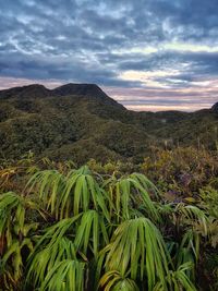 Scenic view of corn field against sky during sunset