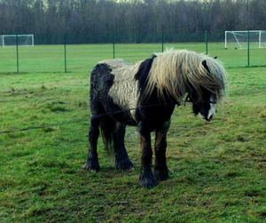 Horse grazing on grassy field