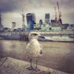 Close-up of seagull perching on harbor against sky