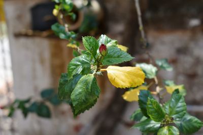 Close-up of plant growing outdoors