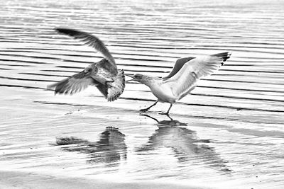 Seagulls flying over lake