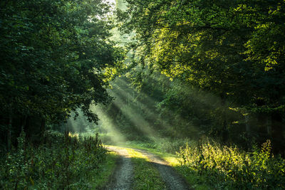 Road amidst trees in forest