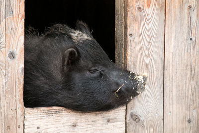 Close-up of a black pig looking away
