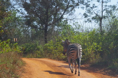 Rear view of zebra walking on dirt road