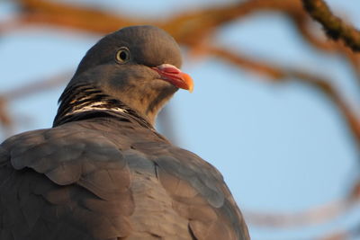 Close-up of pigeon against blurred background