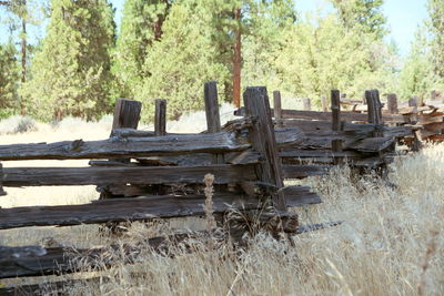 Wooden logs on field in forest