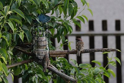 Bird perching on a plant