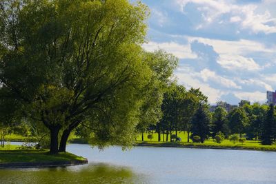 Trees by river against sky