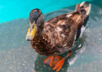 High angle view of duck swimming in lake