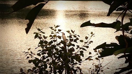 Silhouette birds in water