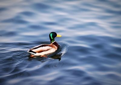 Duck swimming in lake