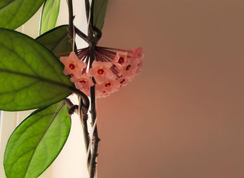 Close-up of butterfly on leaf