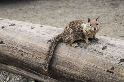 Close-up of lizard on wood