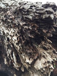 Full frame shot of tree trunk