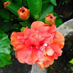 Close-up of pink flowering plant