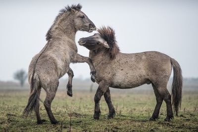 Animals grazing on field