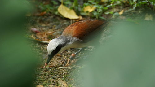 Close-up side view of a bird in water