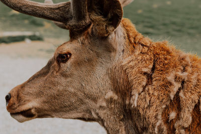 Close-up of goat