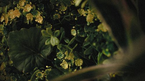 High angle view of flowering plant