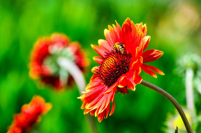 Close-up of red flower