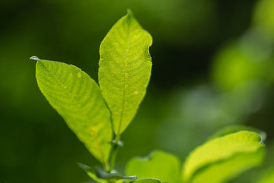 Close-up of green leaves