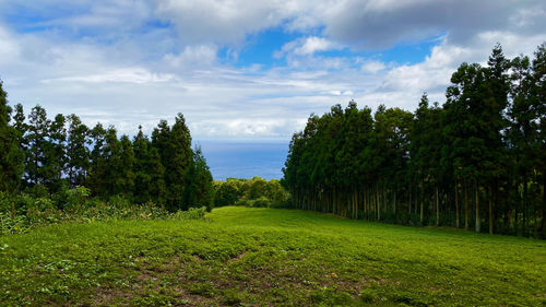 Trees growing on field against sky