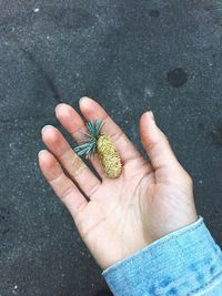 Close-up of hand holding crab