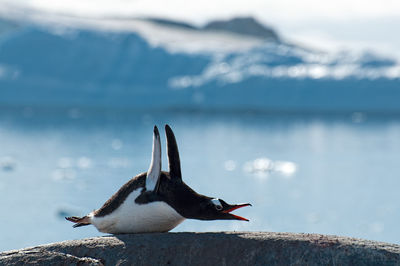 Close-up of penguin lying on rock