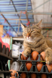 Close-up of cat looking away